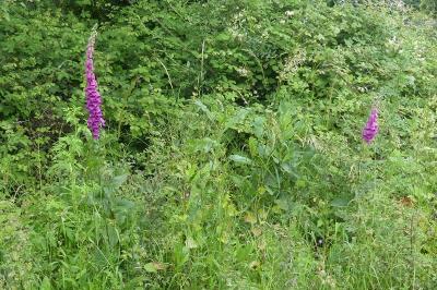 <i>Digitalis purpurea</i>