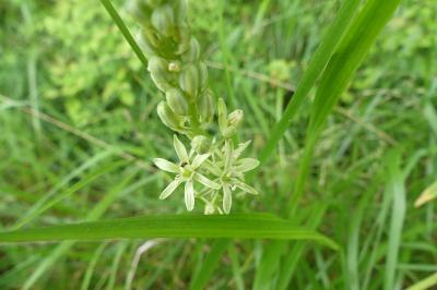 <i>Loncomelos pyrenaicus</i>