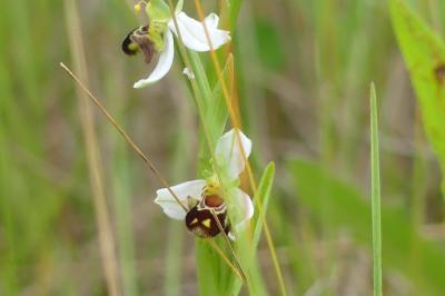 <i>Ophrys apifera</i>