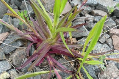 <i>Dianthus armeria</i>