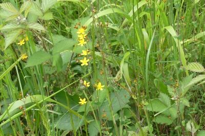 <i>Hypericum pulchrum</i>