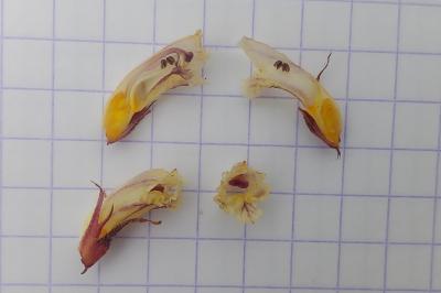 <i>Orobanche minor</i>