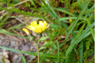 <i>Pilosella lactucella</i>