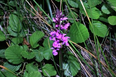 <i>Dactylorhiza elata</i>