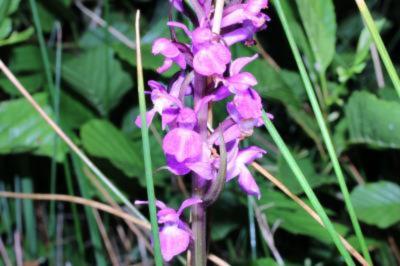 <i>Dactylorhiza elata</i>