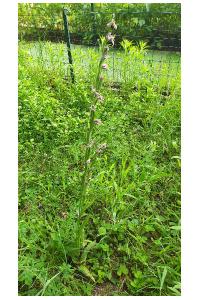 <i>Orchis x beyrichii</i>