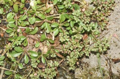 <i>Polycarpon tetraphyllum</i>