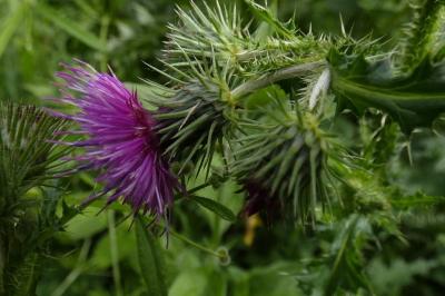 <i>Carduus crispus</i>