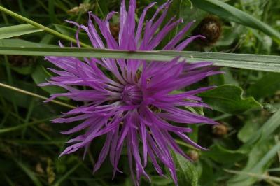 <i>Carduus crispus</i>