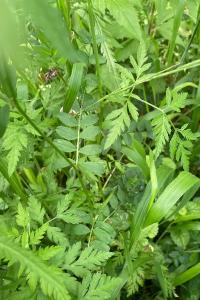 <i>Vicia sepium</i>
