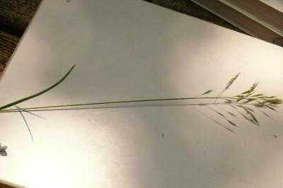 <i>Poa pratensis</i>