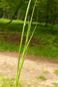 <i>Brachypodium sylvaticum</i>