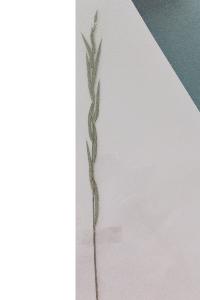 <i>Bromopsis inermis</i>