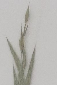 <i>Bromopsis inermis</i>