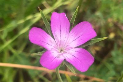 <i>Agrostemma githago</i>