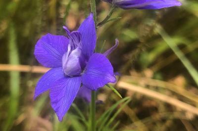 <i>Delphinium ajacis</i>