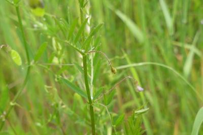 <i>Ervum tetraspermum</i>