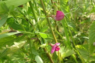 <i>Lathyrus tuberosus</i>