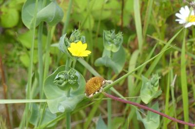 <i>Blackstonia perfoliata</i>