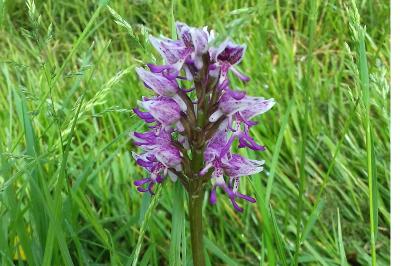 <i>Orchis simia</i>