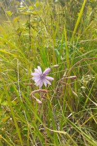Lactuca perennis