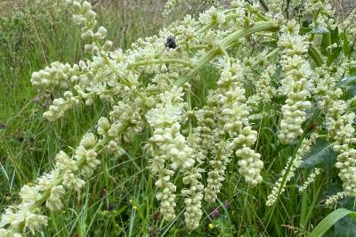 <i>Beta trigyna</i>