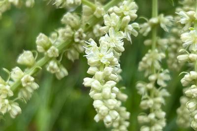 <i>Beta trigyna</i>