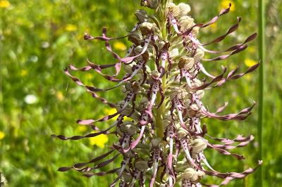 <i>Himantoglossum hircinum</i>