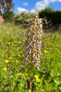 <i>Himantoglossum hircinum</i>