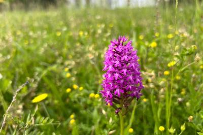 <i>Anacamptis pyramidalis</i>