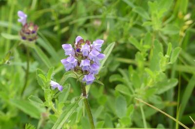 <i>Prunella laciniata</i>