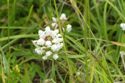 <i>Prunella laciniata</i>
