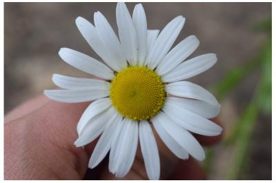 <i>Leucanthemum vulgare</i>