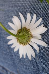 <i>Leucanthemum vulgare</i>