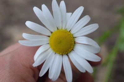 <i>Leucanthemum vulgare</i>