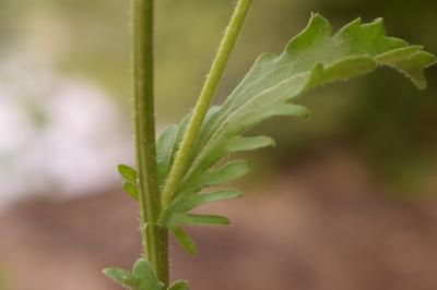 <i>Leucanthemum vulgare</i>