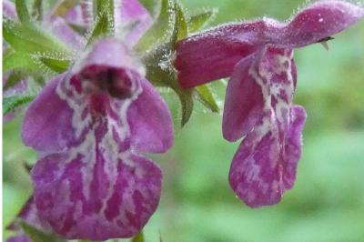 Stachys sylvatica
