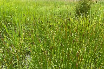 <i>Eleocharis palustris</i>