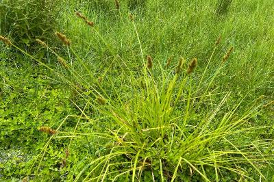<i>Carex otrubae</i>