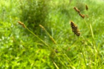 <i>Carex otrubae</i>