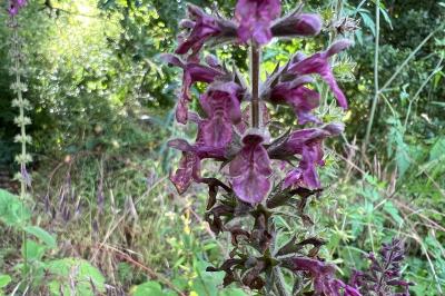<i>Stachys sylvatica</i>