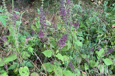 <i>Stachys sylvatica</i>