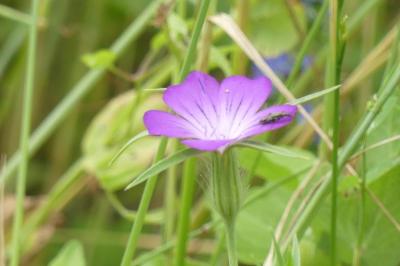 <i>Agrostemma githago</i>