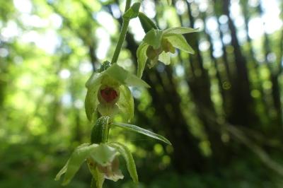 <i>Epipactis muelleri</i>