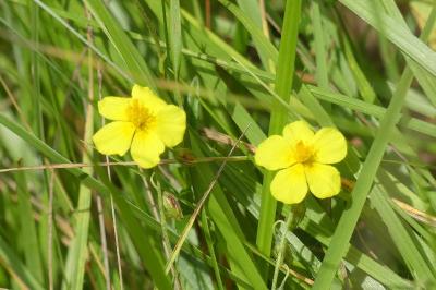 <i>Helianthemum nummularium</i>