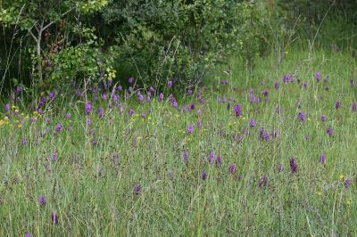 <i>Anacamptis pyramidalis</i>