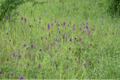 <i>Anacamptis pyramidalis</i>