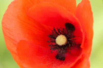 <i>Papaver dubium</i>