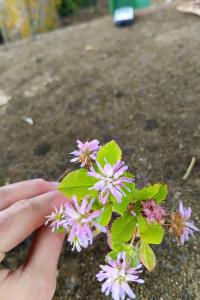 <i>Trifolium resupinatum</i>
