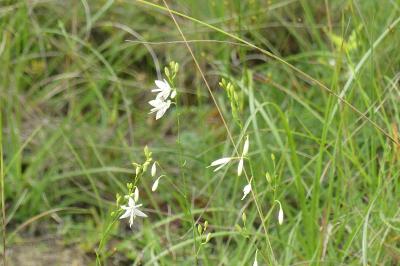 <i>Anthericum ramosum</i>